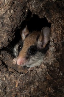 Garden dormouse