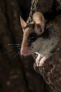 Garden dormouse