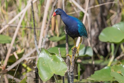 American purple gallinule