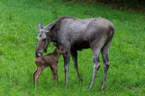 Elk