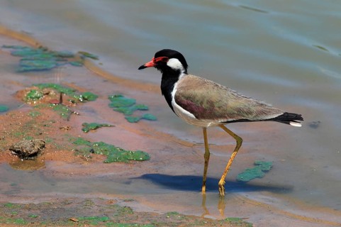 Red-wattled Lapwing