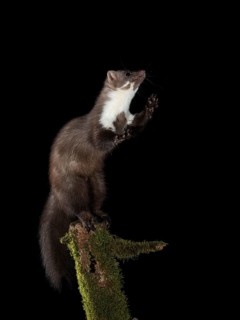 Beech marten