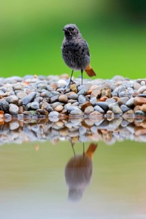 Black redstart