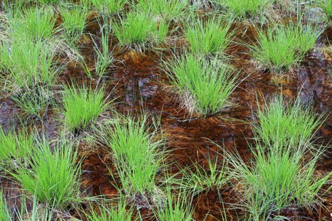 Sedges