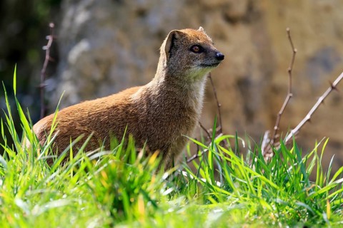 Red meerkat