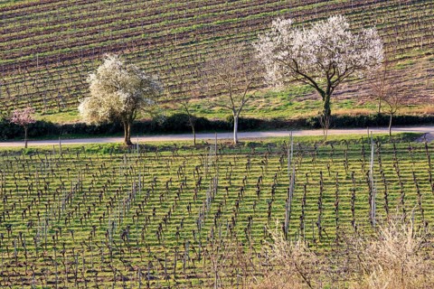 Almond tree