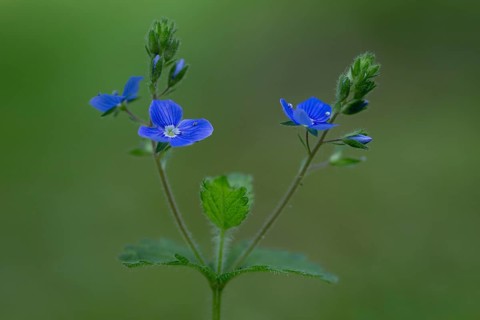 Wood Forget-me-not