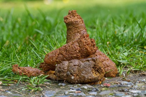 Dog Feces
