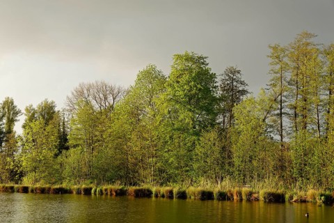 Small lake in the conservation area Schwalm-Nette