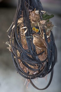 Wren