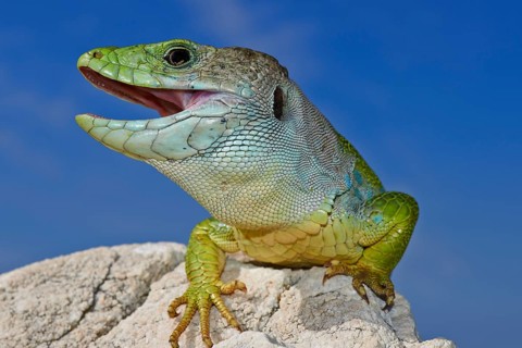 Scaled lizard