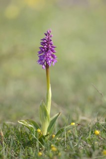 Early purple orchid