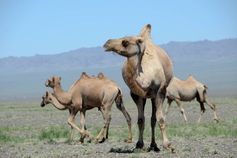 Bactrian camels