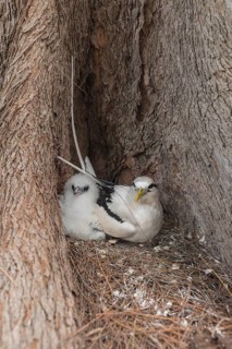 White-tailed tropicbird