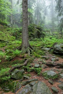 Primeval forest in Hoellbachgespreng