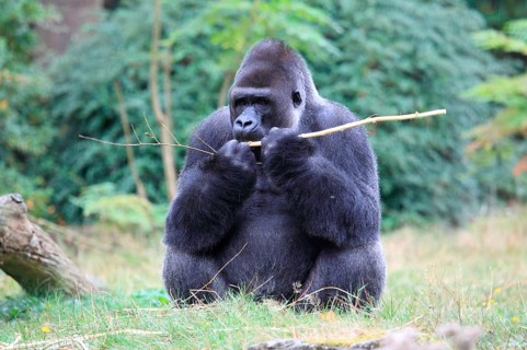 Western lowland gorilla