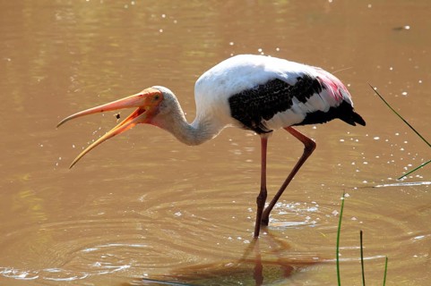Painted stork
