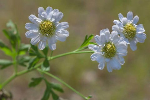 Feverfew