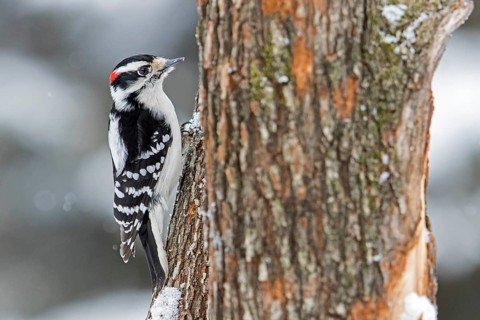 Downy woodpecker