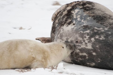 Grey Seal
