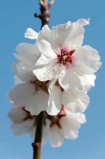 Almond