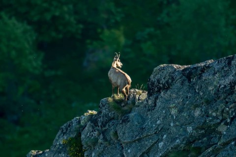 Chamois