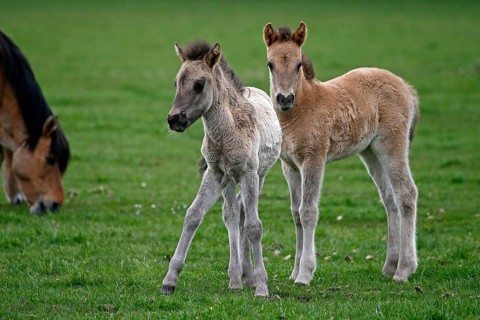 Wild Horse Duelmen