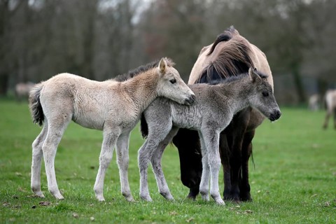 Wild Horse Duelmen