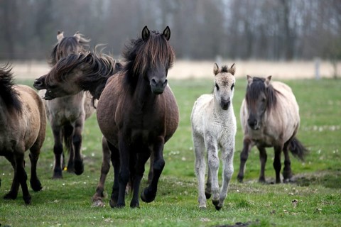 Wild Horse Duelmen