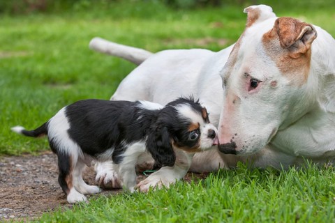 Bull terrier and Cavalier King Charles spaniel