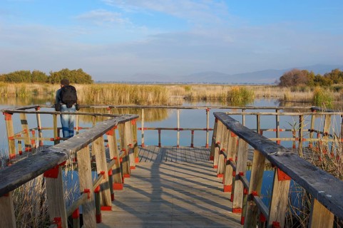 Daimiel