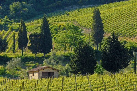 Vineyard near Sant' Antimo Abbey