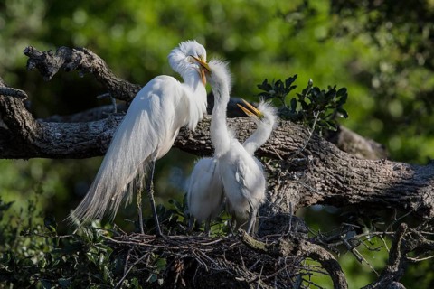Great egret