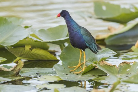 American purple gallinule