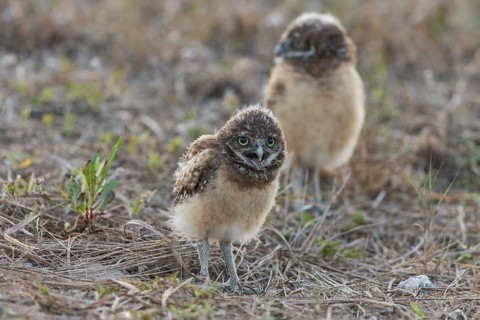 Burrowing owl