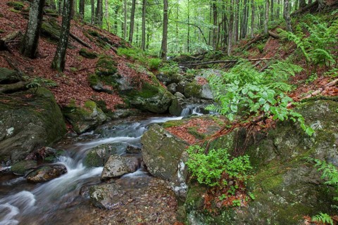 Mountain stream Hoellbach