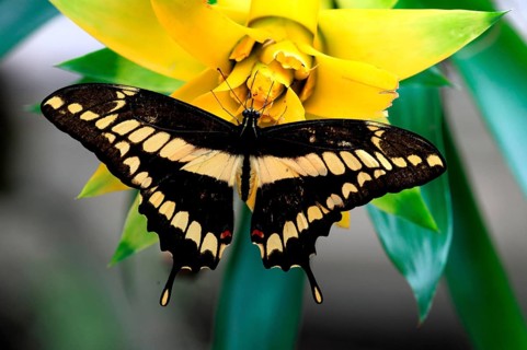 Brazilian swallowtail