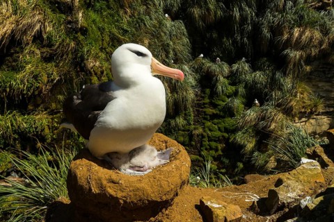 Black-browed Albatross