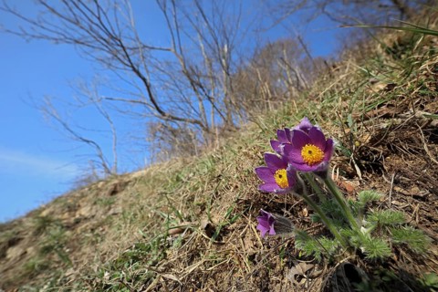 Common Pasque flower