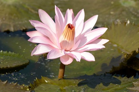 Water Lily