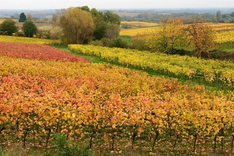 Vineyards