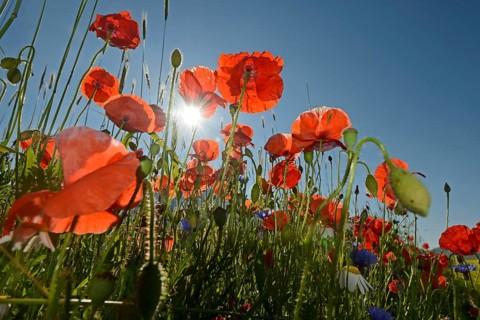 Poppy