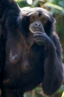 Siamang Gibbon