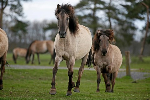 Wild Horse Duelmen