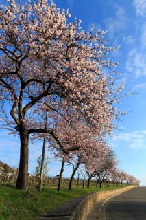 Almond tree