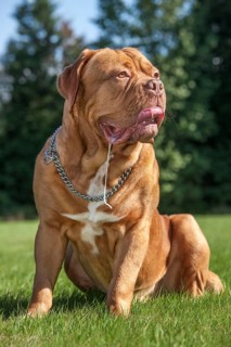 Dogue de Bordeaux