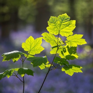 Sycamore maple maple