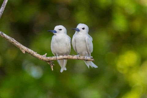 White tern