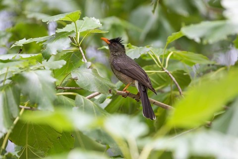 Seychelles bulbul