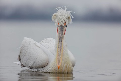 Dalmatian pelican